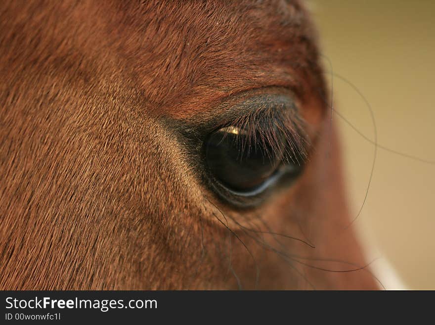 Horse s eye