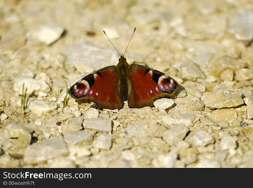 European peacock caterpillar (Inachis io), more commonly known simply as the peacock caterpillar, is a well-known colourful butterfly found in temperate Europe and Asia