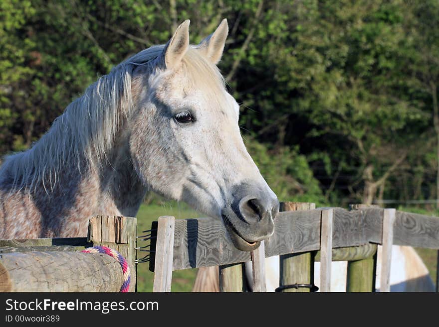 A white horse by wooden fence.