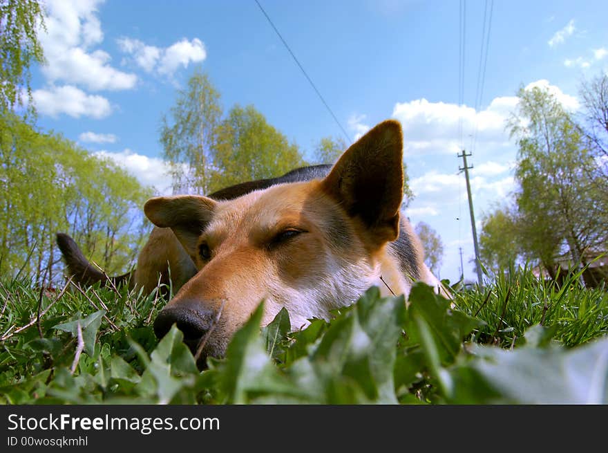 The dog sleeping on a grass