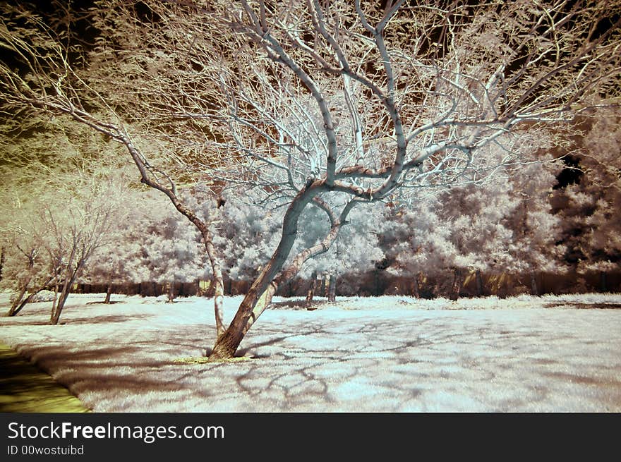 Infrared tree in a park