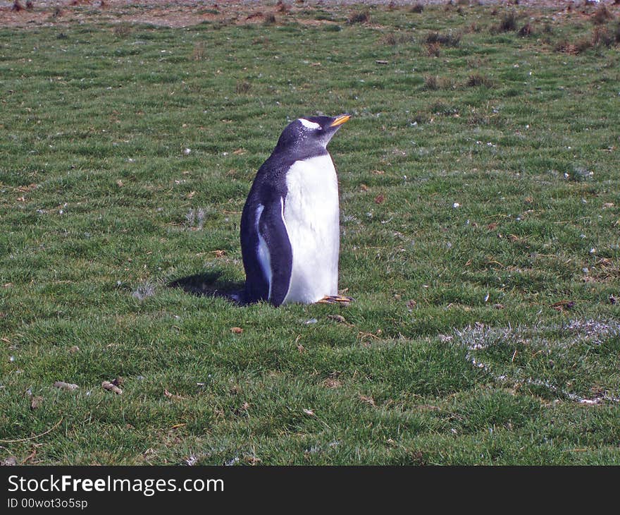 Lone Gentoo enjoying the sun. Lone Gentoo enjoying the sun