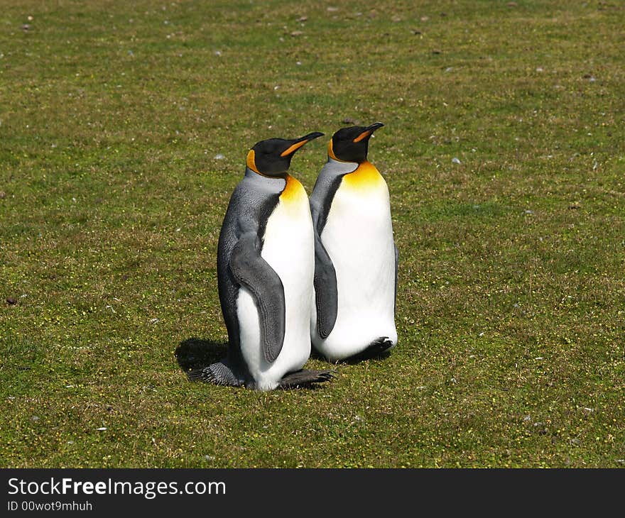 King penguin pair enjoying the sun and serenity. King penguin pair enjoying the sun and serenity