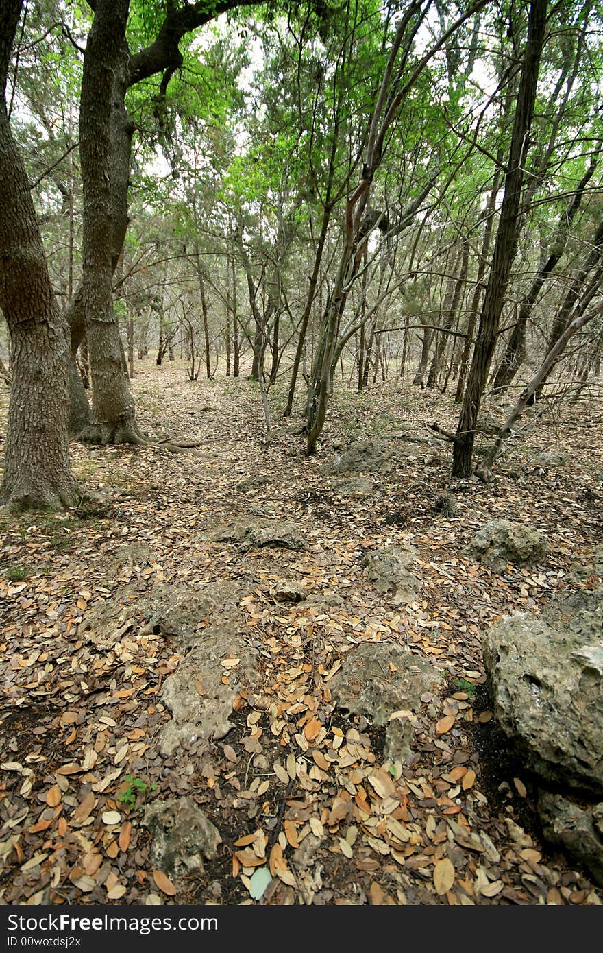 Cedar Tree on Guadalupe River