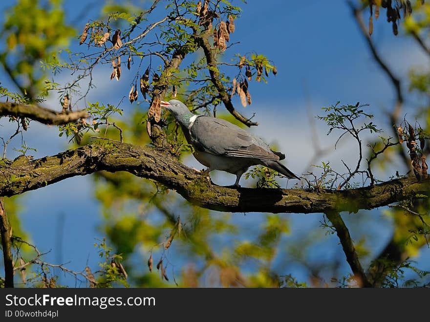 Pigeon sits on small branch and eats seeds