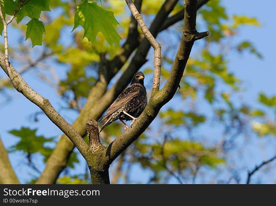 Starling is sitting on a small branch and is looking to lens direction. Starling is sitting on a small branch and is looking to lens direction