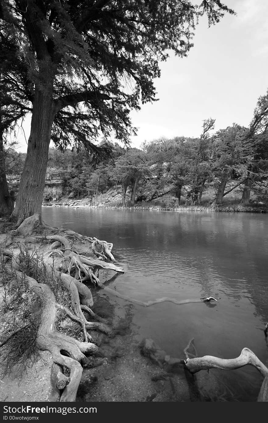 Cedar tree forrest growing along Guadalupe River in Texas. Cedar tree forrest growing along Guadalupe River in Texas