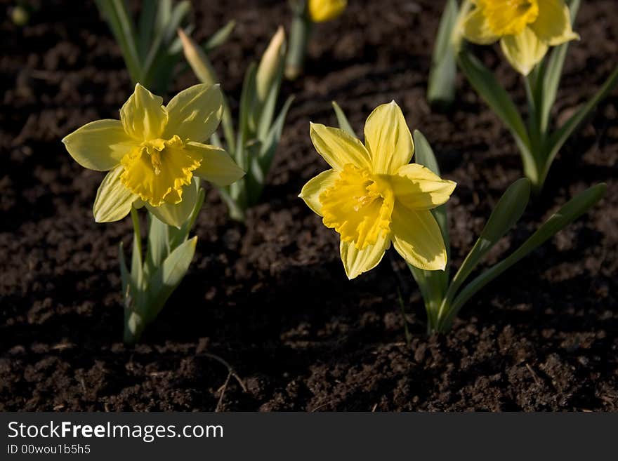 Two daffodils