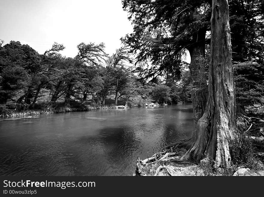 Cedar Tree On Guadalupe River