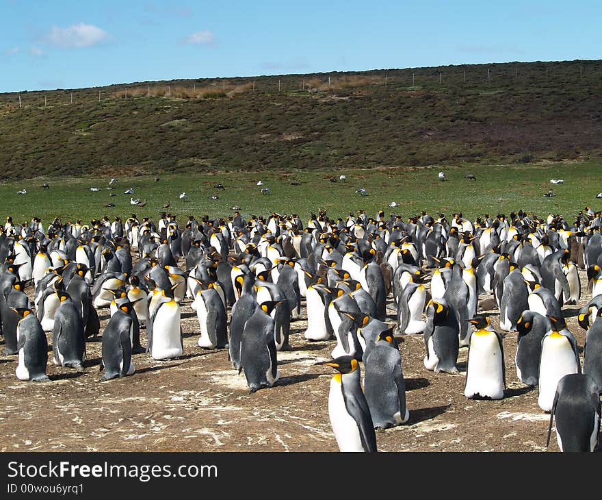 A small portion of the Volunteer Point King Penguin Colony on the Falkland Islands. A small portion of the Volunteer Point King Penguin Colony on the Falkland Islands