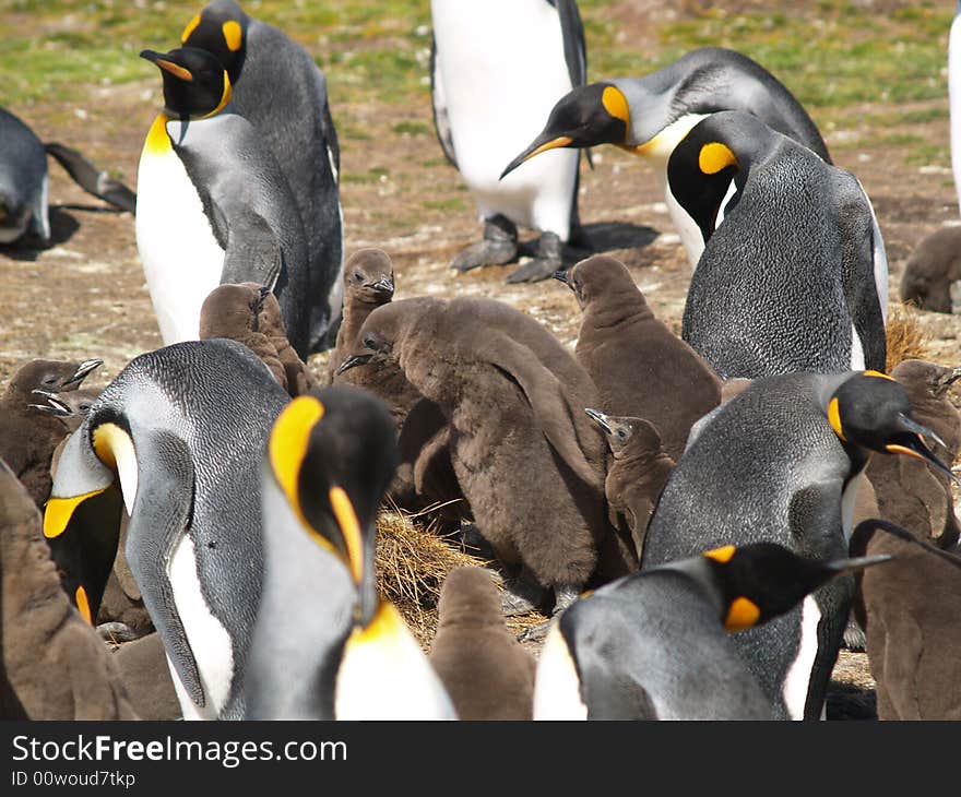 King chicks in a creche for protection and warmth. 6+ years old. King chicks in a creche for protection and warmth. 6+ years old