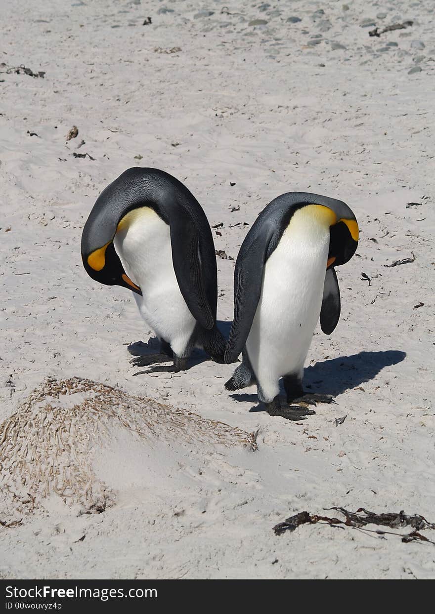 King penguin pair grooming on the beach