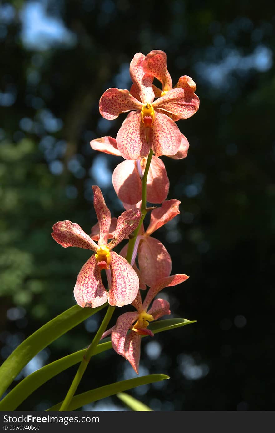 Wild red orchid flower in a garden. Wild red orchid flower in a garden