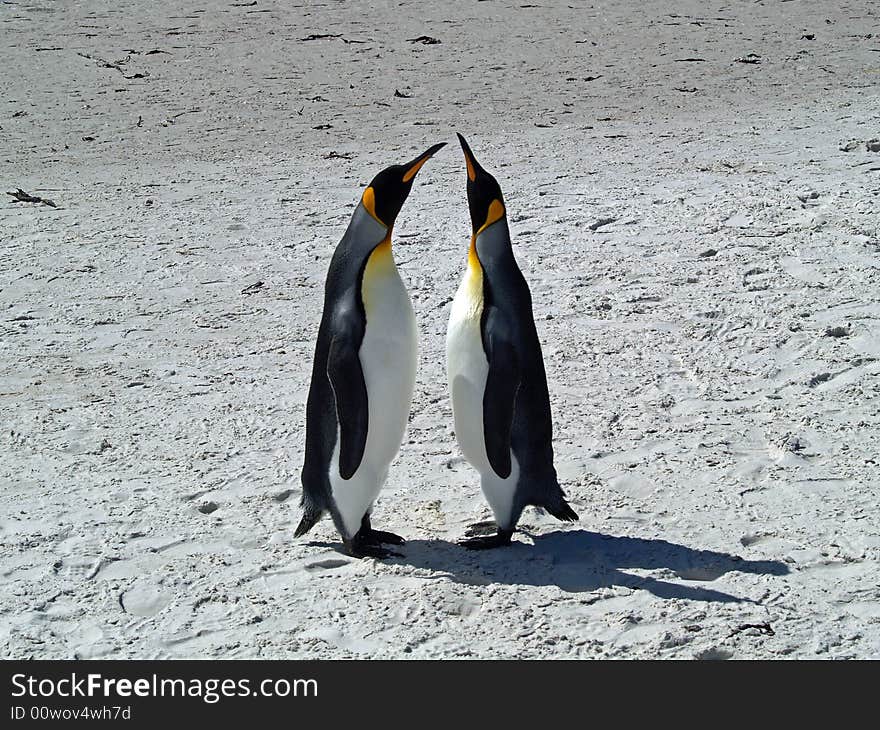 King mates greeting on Volunteer Point Beach. King mates greeting on Volunteer Point Beach