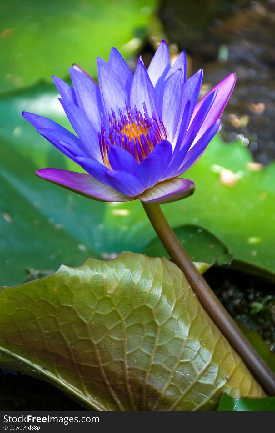 Beautiful blue pond lily flower