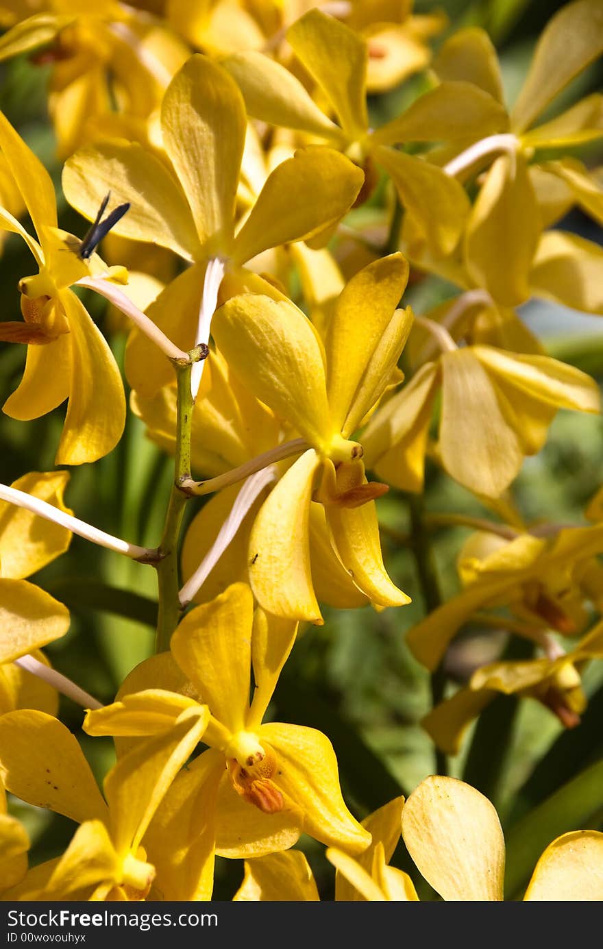 A bunch of yellow orchids in garden