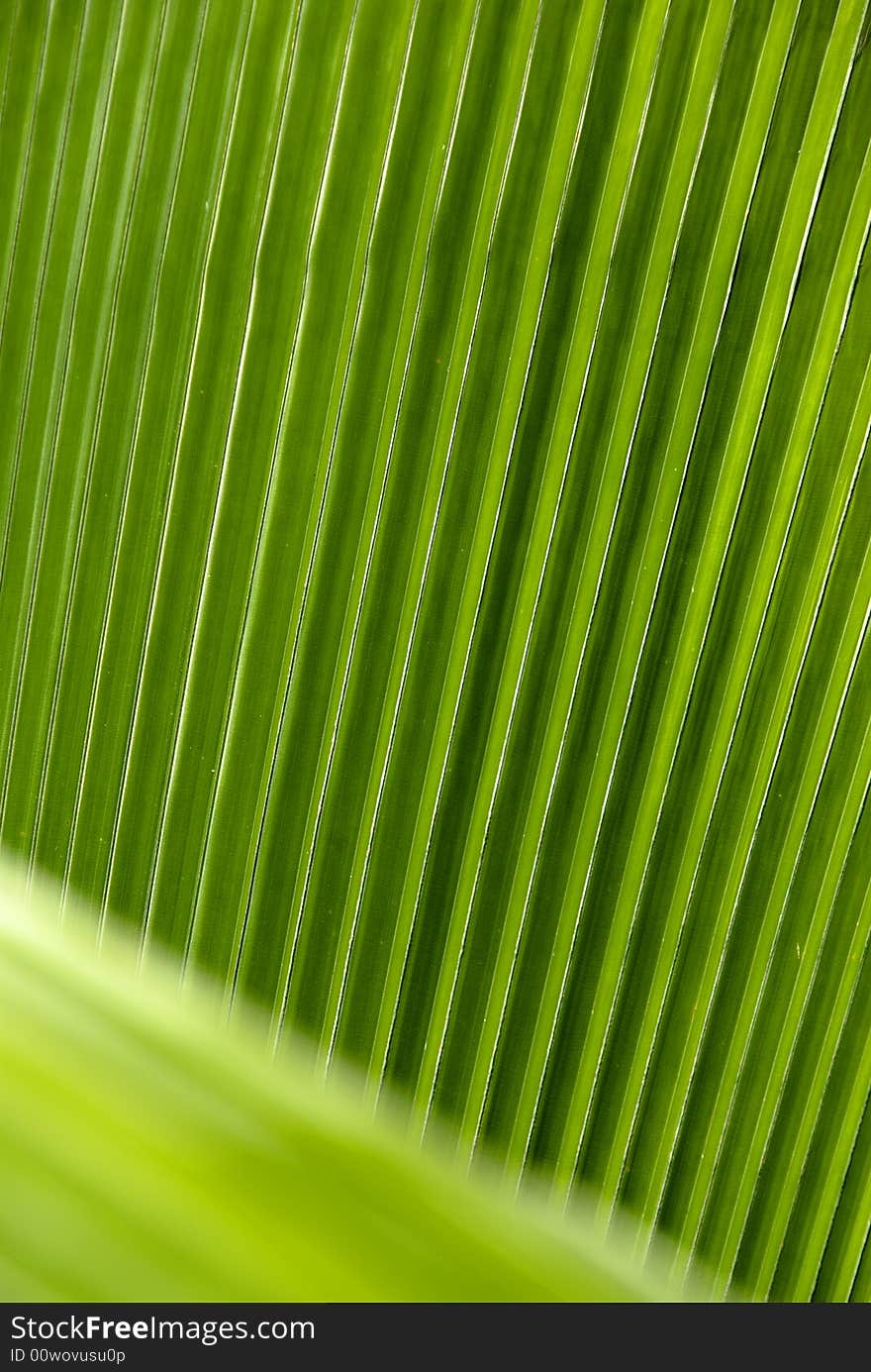 Giant palm leaf veins, green texture