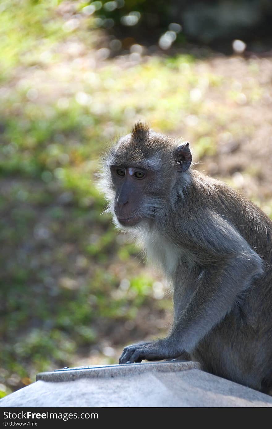 Wild monkey sitting on top of a pole