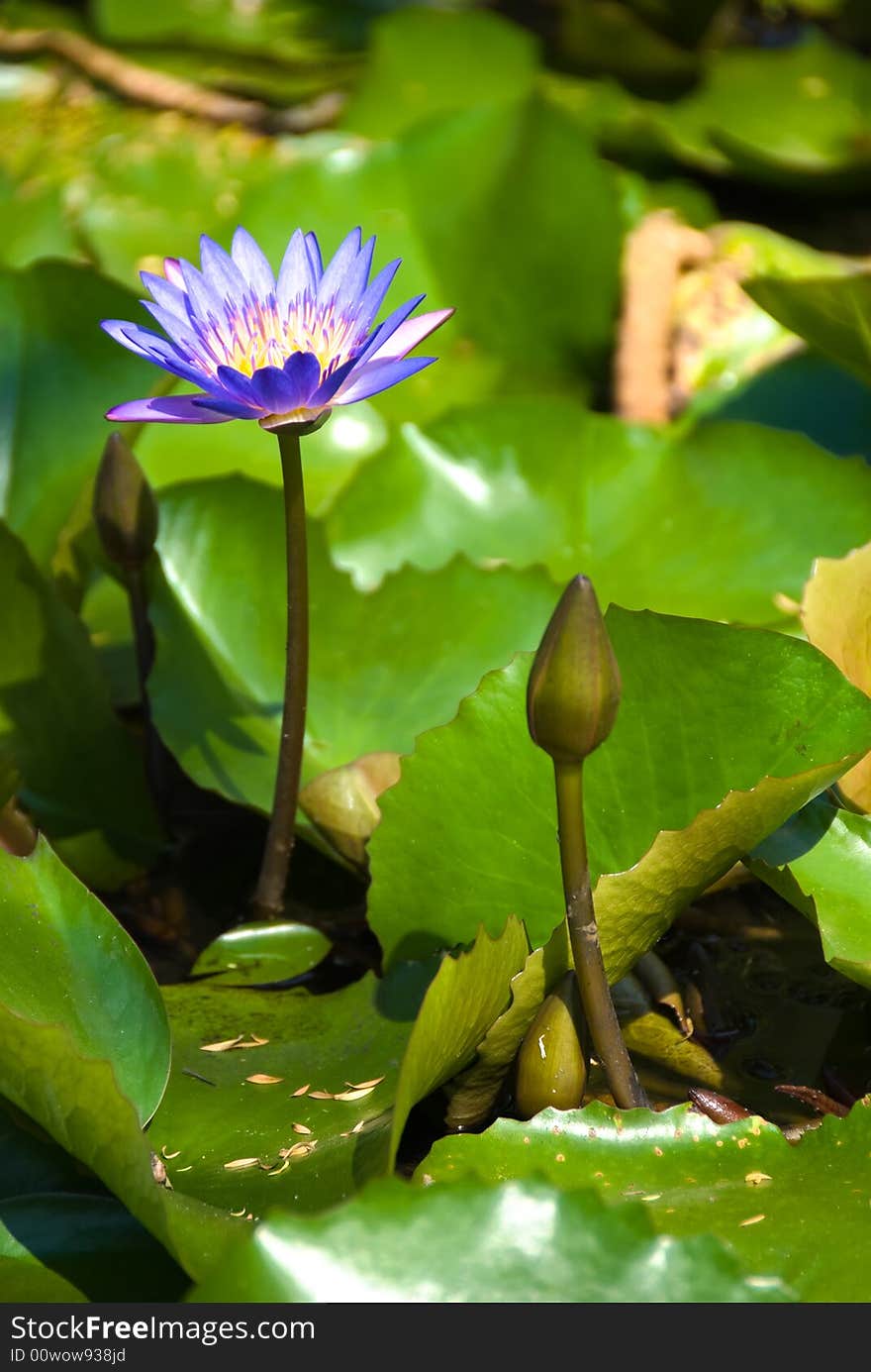 Beautiful blue pond lily flower