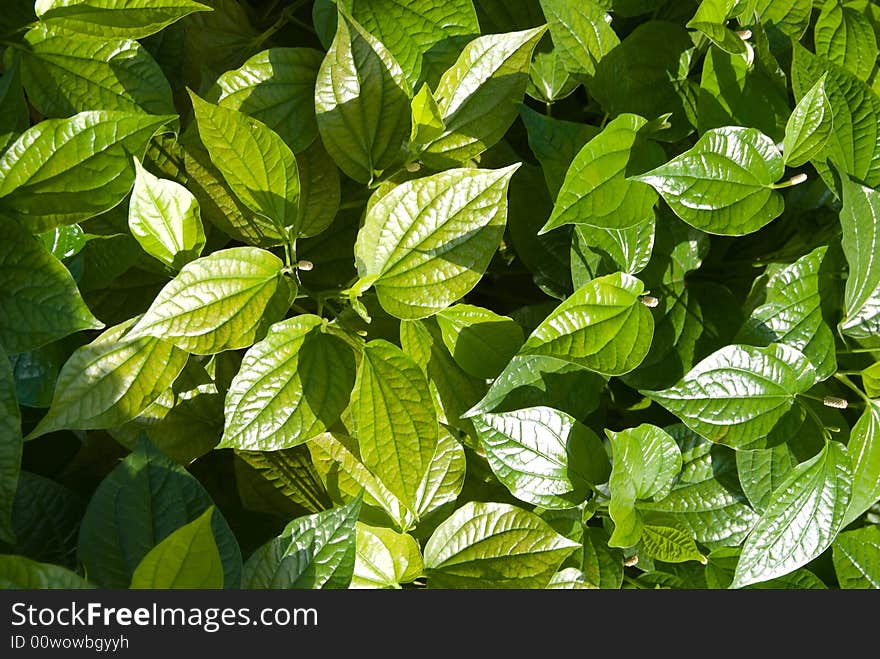 Green leaves, suitable as nature background