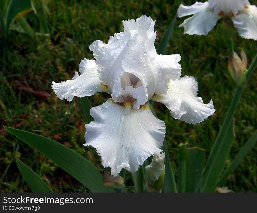 A White Bearded Iris covered in Morning Dew. A White Bearded Iris covered in Morning Dew