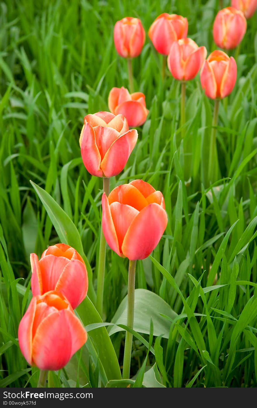 Beautiful red tulips growing in the perfect green field. Beautiful red tulips growing in the perfect green field