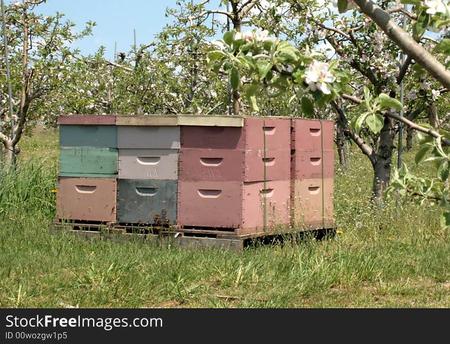 Bee hives