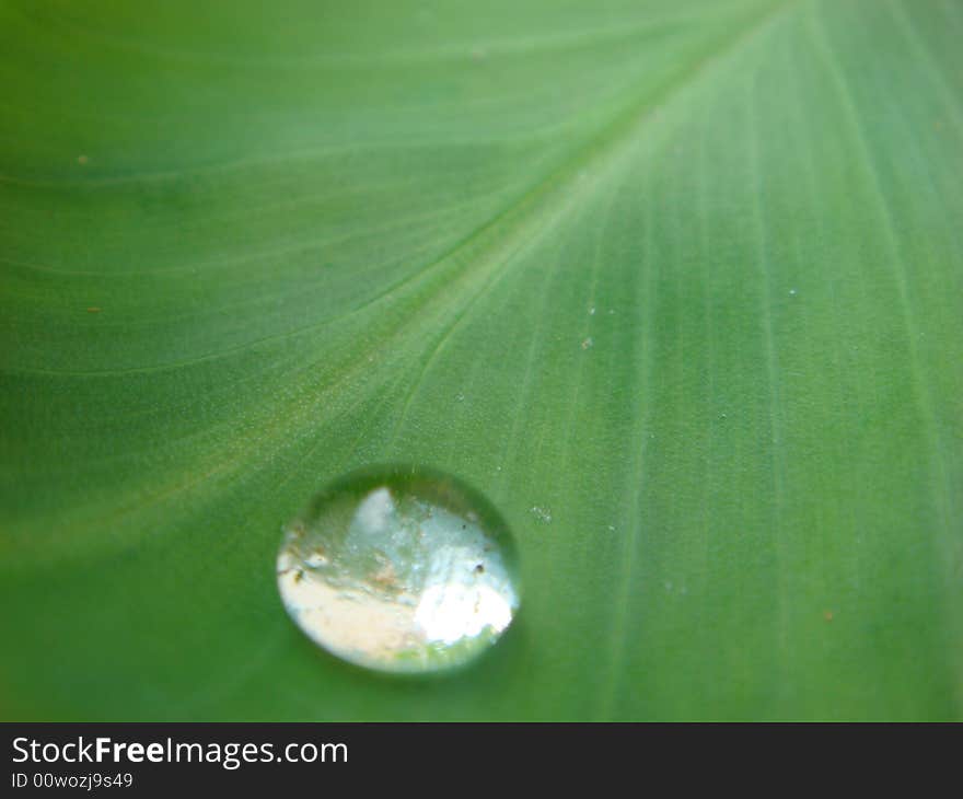 Sparkling Dew drop