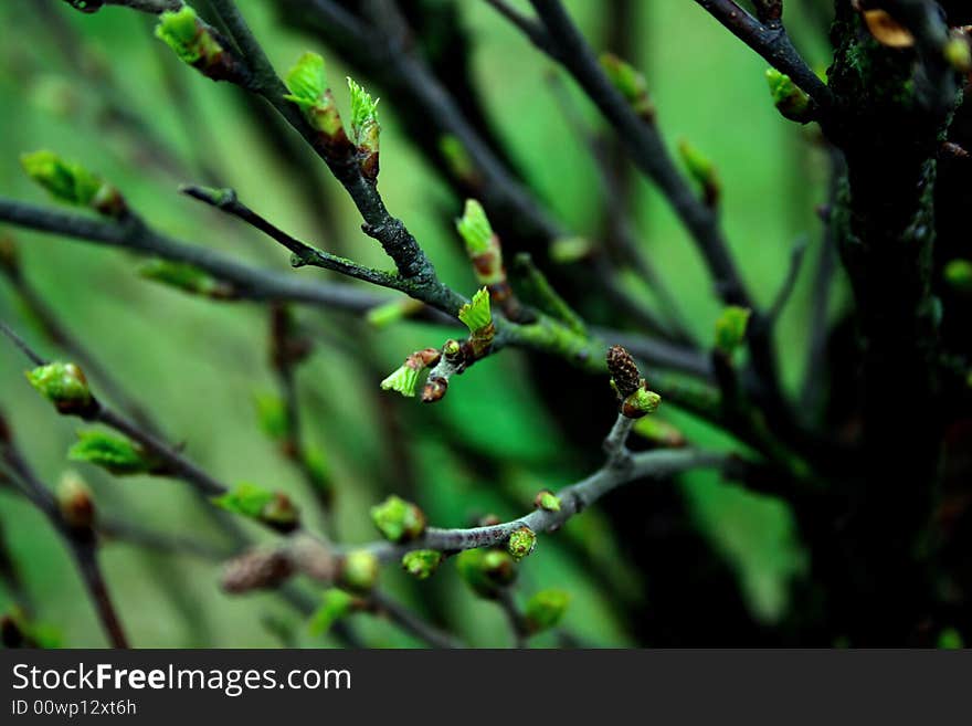 Tree leafs