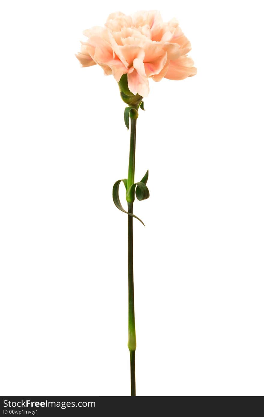 Beautiful pink flower on a white background