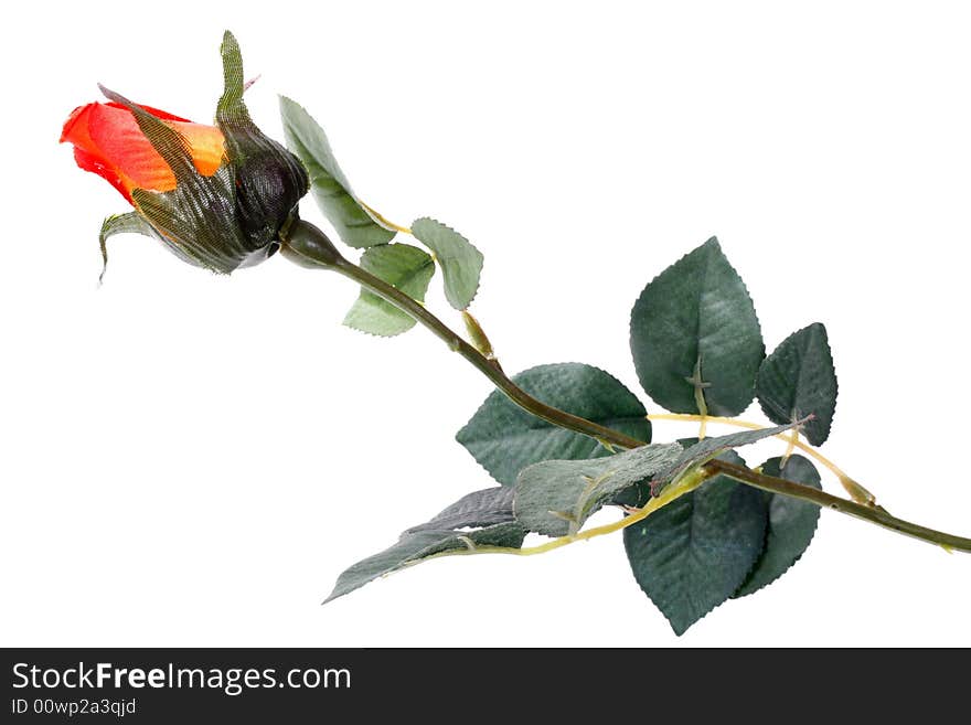 Single rose isolated