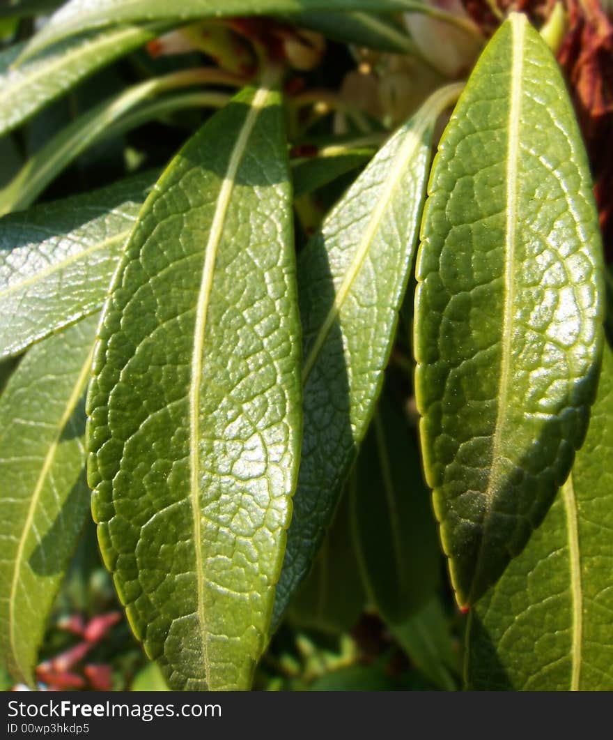 Leaves