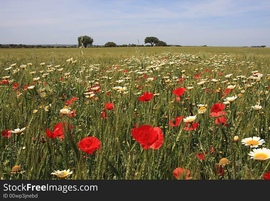 Wheat field with poppies and white flowers. Wheat field with poppies and white flowers