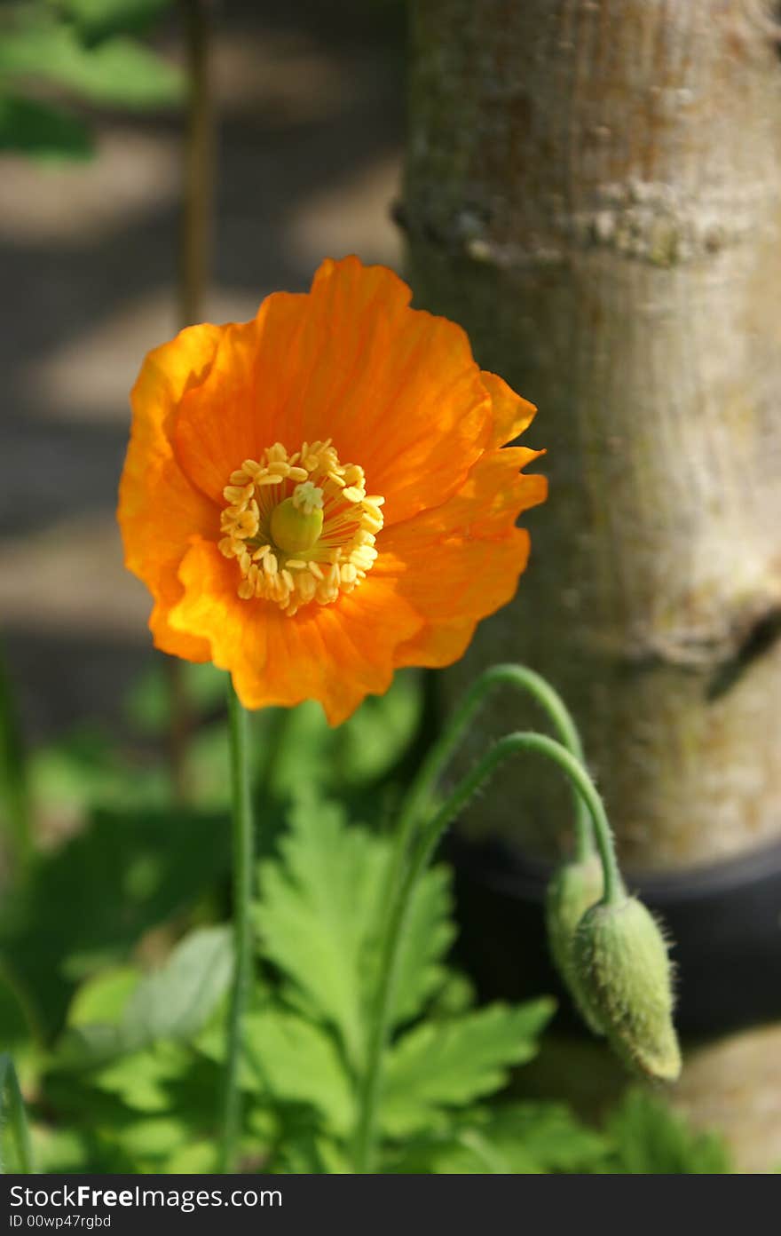 An orange coloured poppy in the sunlight with a drooping bud next to it. An orange coloured poppy in the sunlight with a drooping bud next to it