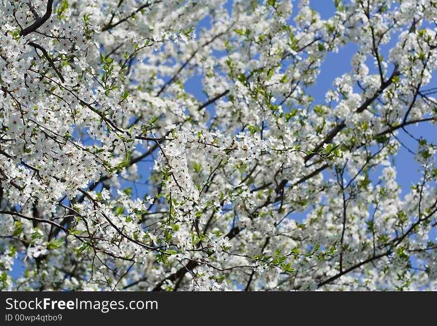 Blooming cherry tree, photo on background of the blue sky