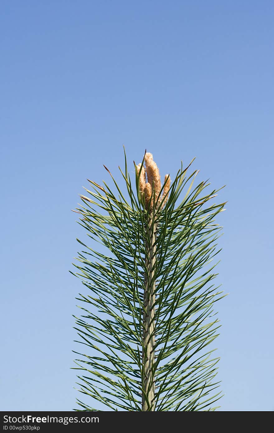 Pine-tree buds  on the background of the blue sky