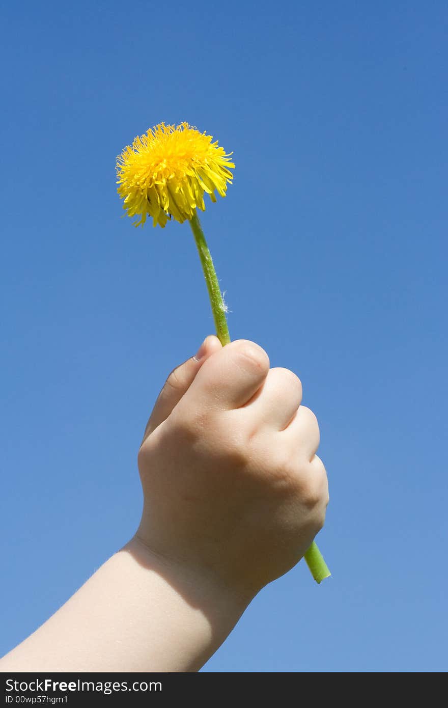 Dandelion in the palm, on background of blue sky