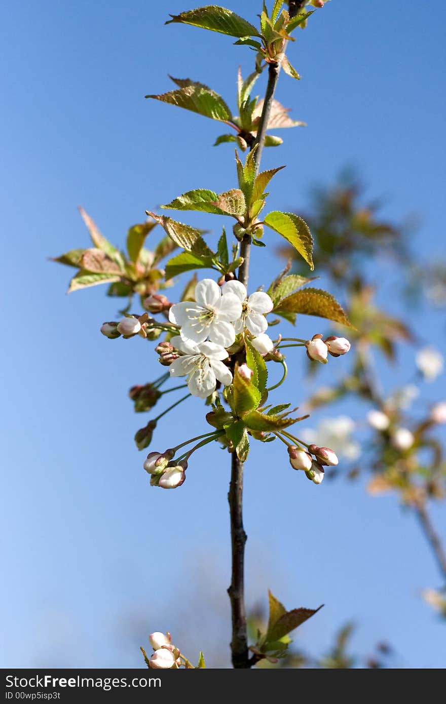 Blooming cherry tree