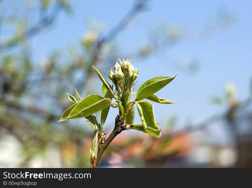 Flower of the apple-tree on sky