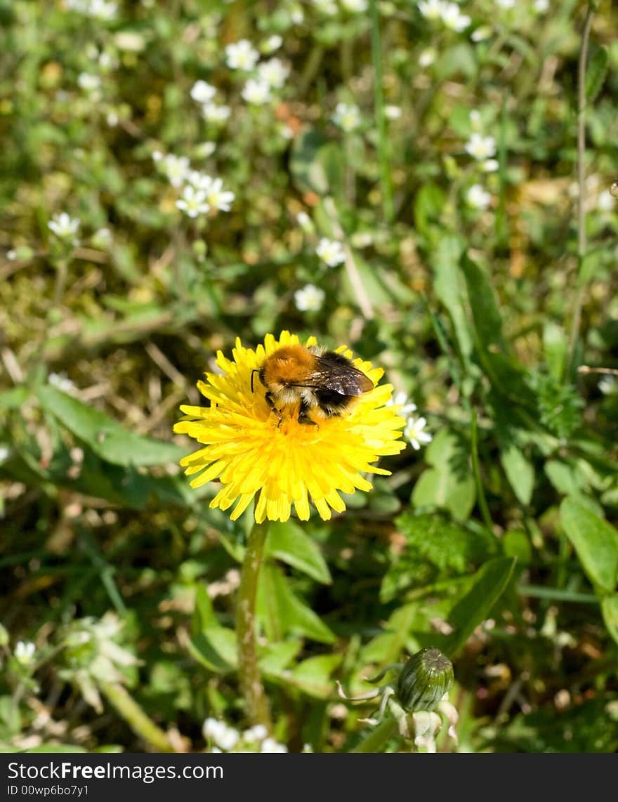 The bee sitting on yellow dandelion medical. The bee sitting on yellow dandelion medical