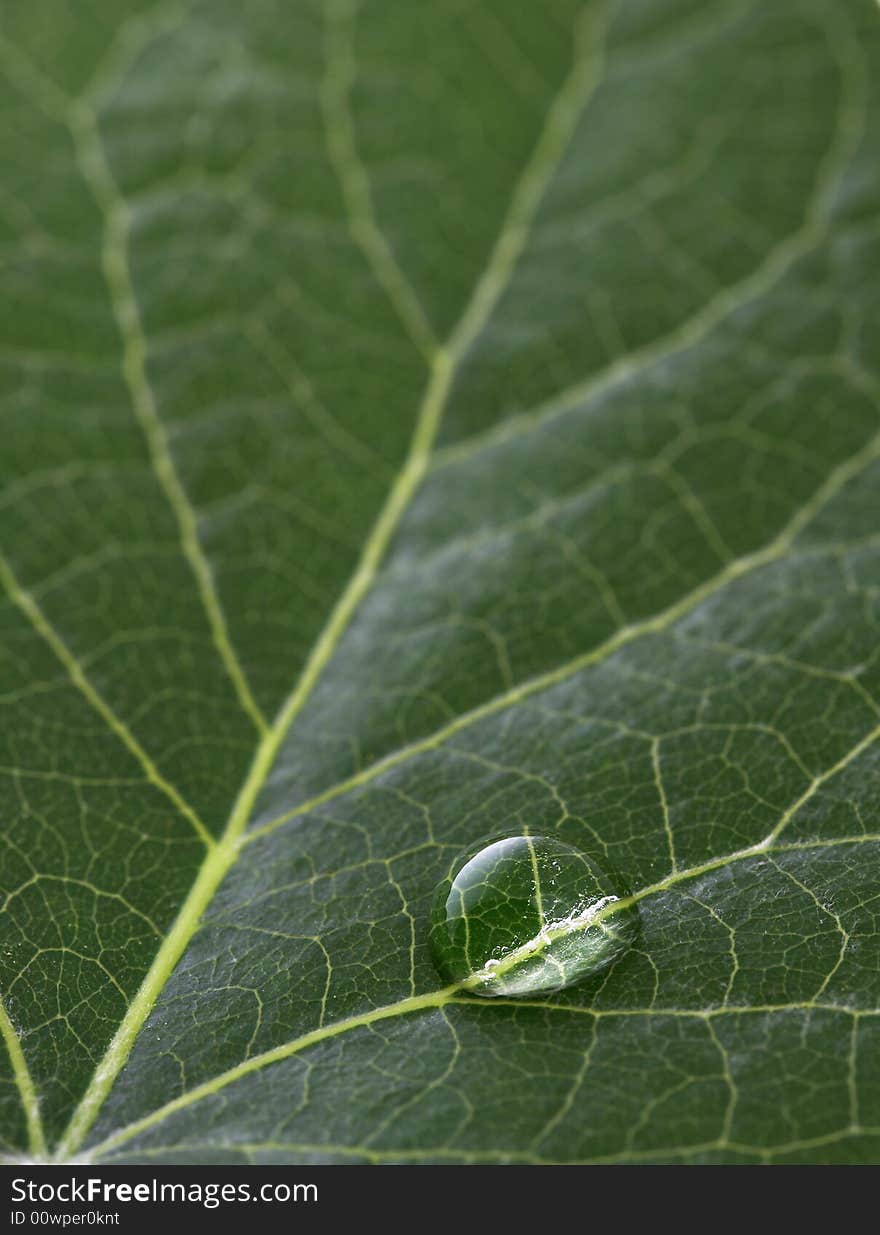 A macro of water drop on green leaf. A macro of water drop on green leaf