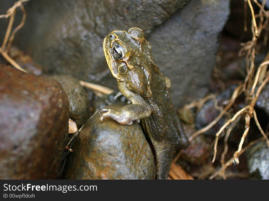 Wet frog resting on rock