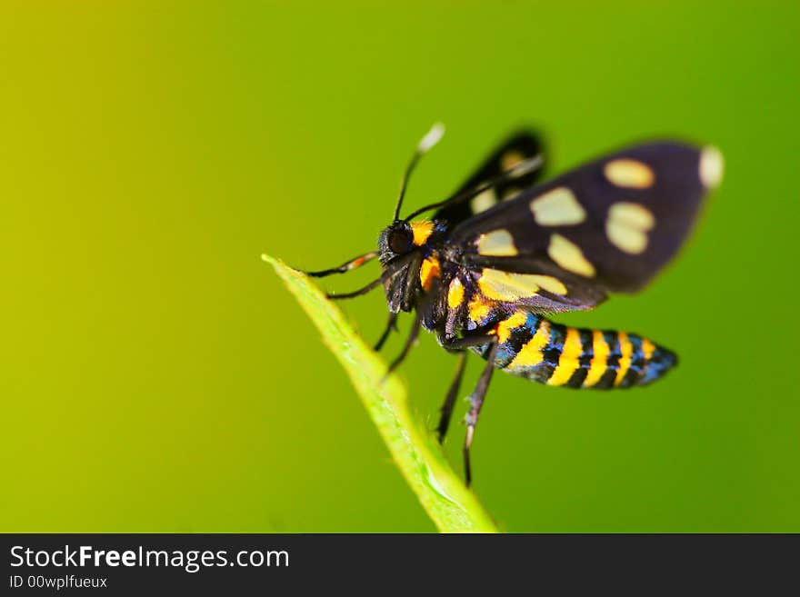 The butterfly falling a leaves of grass .