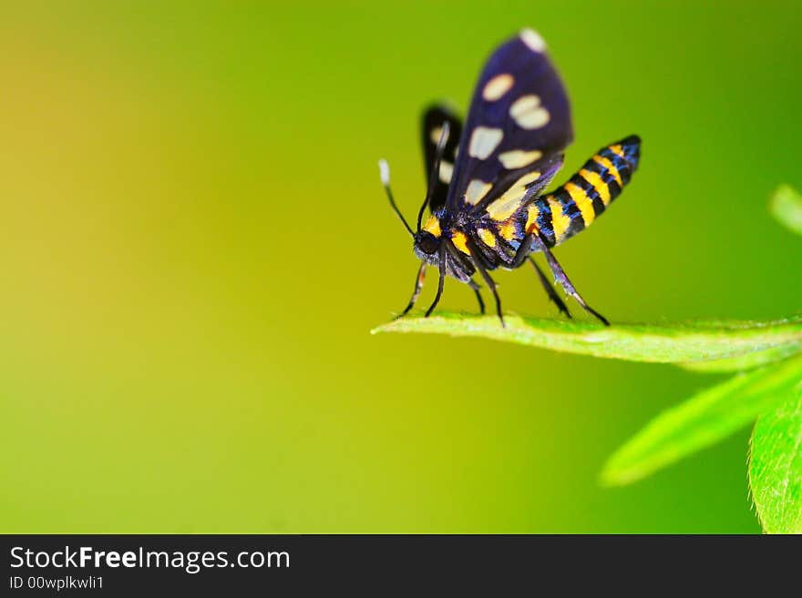 The butterfly falling a leaves of grass . The butterfly falling a leaves of grass .