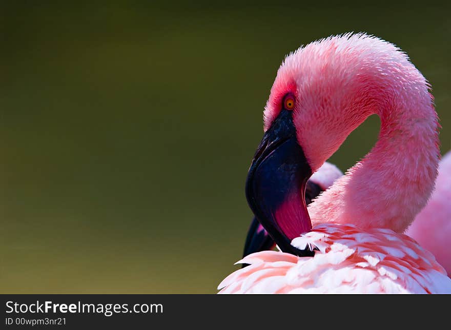 Flamingo