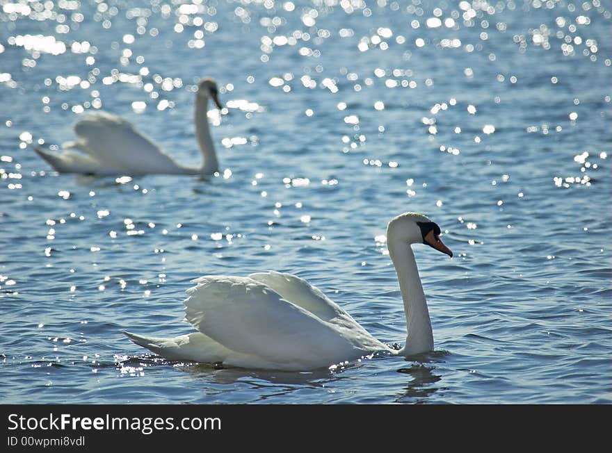 Two floating swans in Riga gulf.