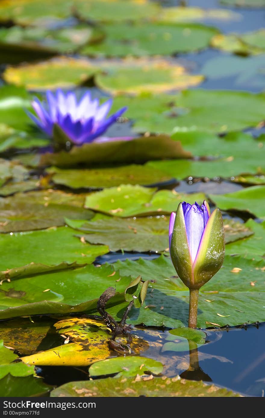 Pond lily flowers