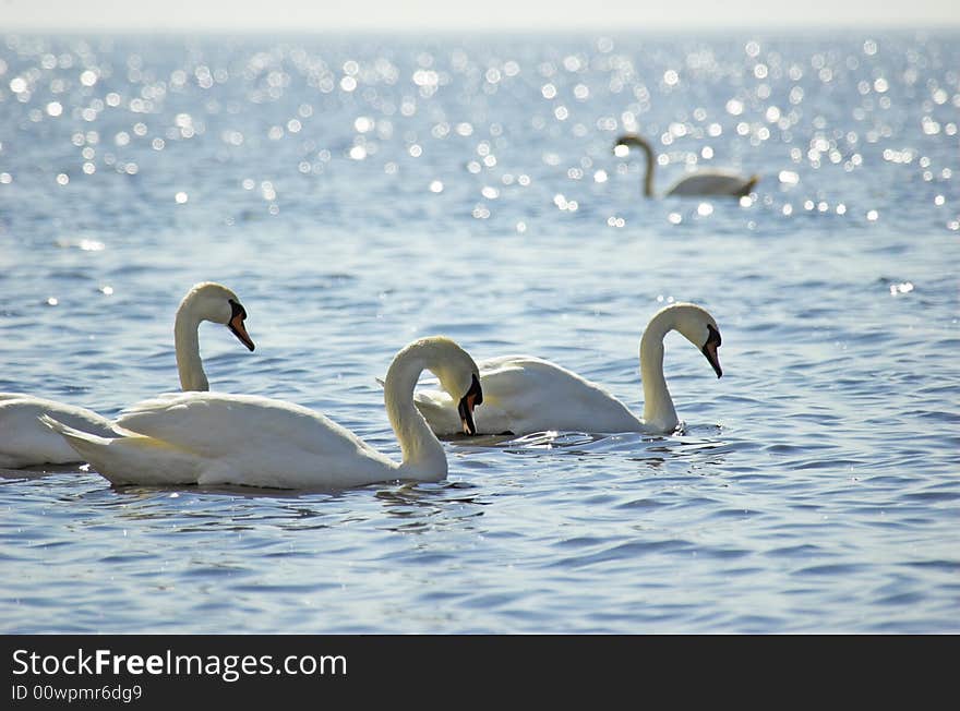 Four floating swans in Riga gilf. Four floating swans in Riga gilf.