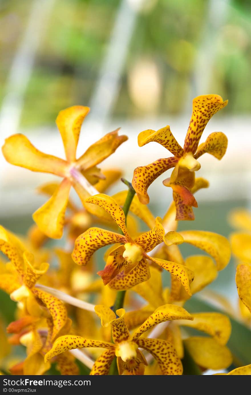 Yellow orchids at a botanical garden