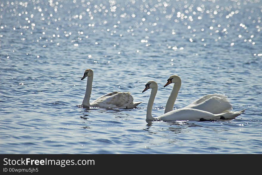 Floating family of swans in Riga gulf. Floating family of swans in Riga gulf.